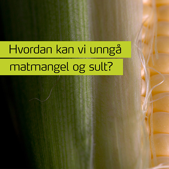 Illustrasjon nærbilde av mais